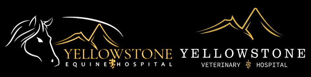 Yellowstone Equine Hospital | Dr. Ted Vlahos, Cody, Wyoming
